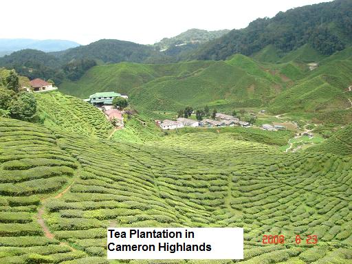 bharat tea plantation cameron | Electronics Repair And Technology News
