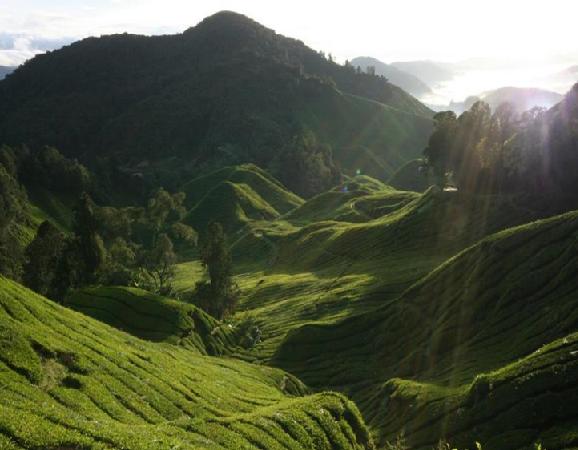 cameronhighlands