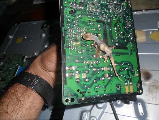 dead lizard in tv power board