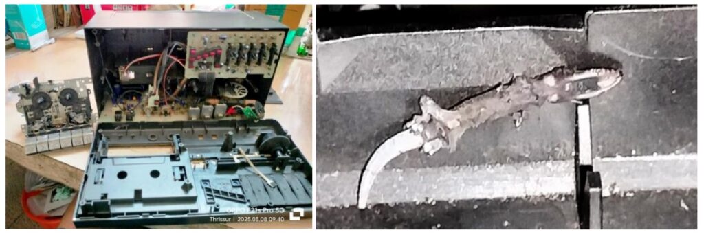 dead lizard in pcb board